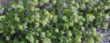 Oreganový olej (Origanum minutiflorum)